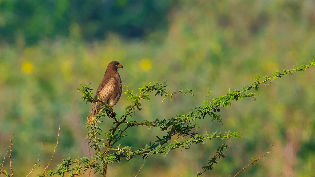 White-eyed Buzzard